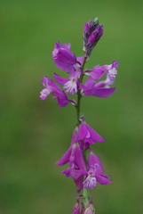 Polygala nicaeensis