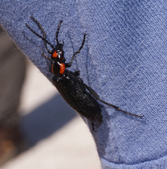 Lytta cribrata