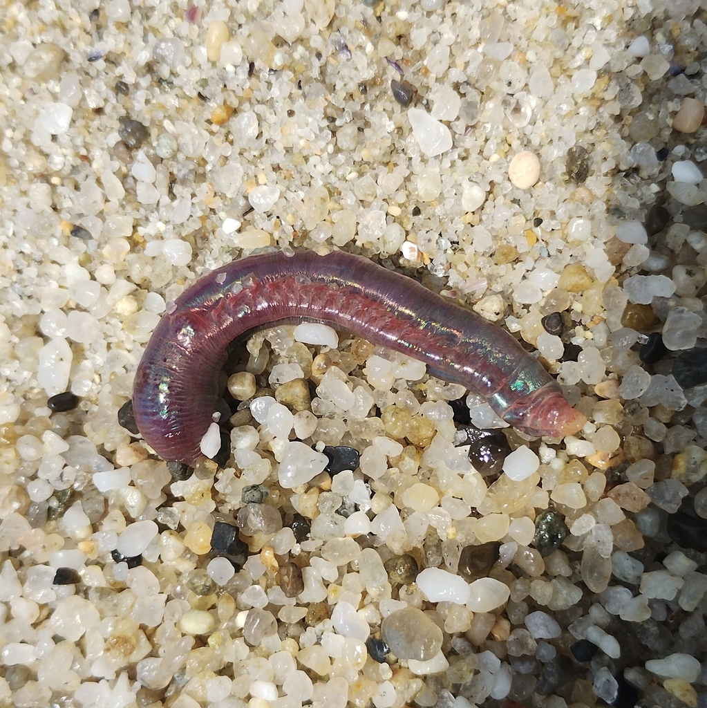 Ophelia bicornis