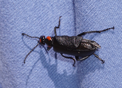 Lytta cribrata
