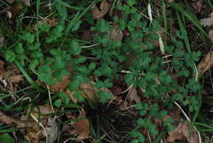 Thalictrum minus