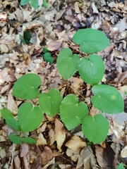 (c) Ljaž, some rights reserved (CC BY) Epimedium alpinum, photograph (c) Ljaž, some rights reserved (CC BY)