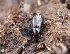 Nalassus dermestoides