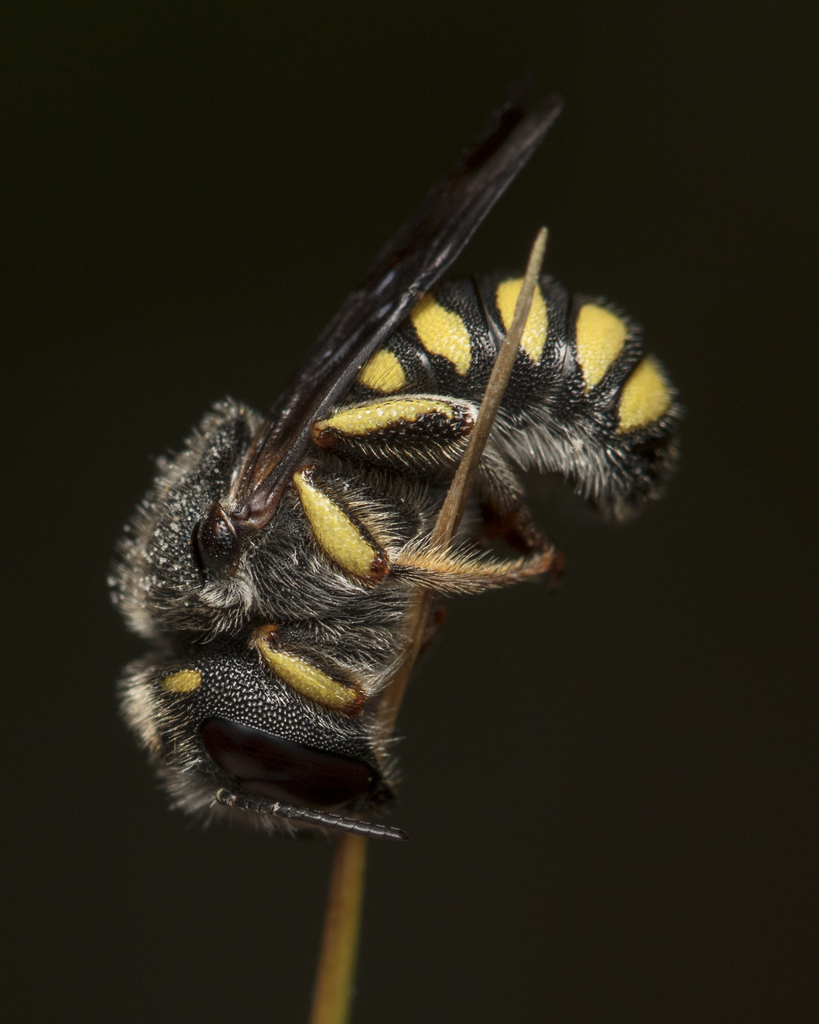 Black-tailed Small-Woolcarder