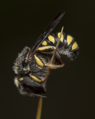 Black-tailed Small-Woolcarder