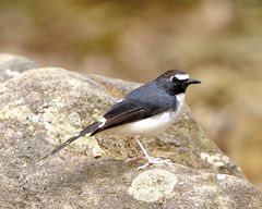 Sunda Forktail photo 4