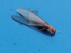 Incisitermes schwarzi