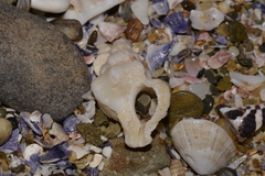 Chicoreus denudatus