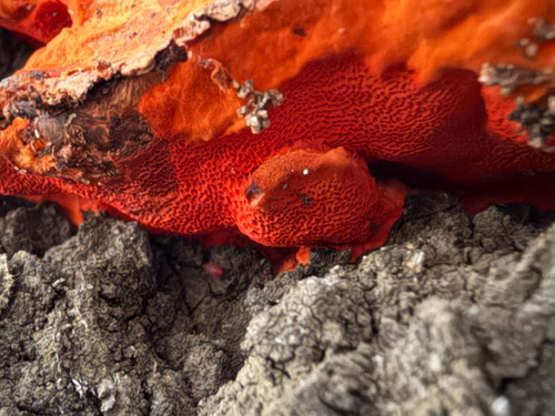 Southern Cinnabar Polypore