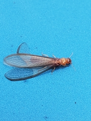 Incisitermes schwarzi