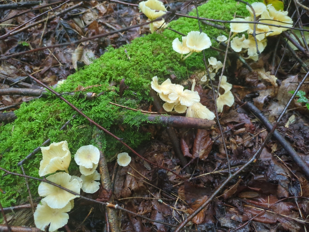 golden-gilled gerronema · July 2026 · photo: Photo: (c) Court Harding, some rights reserved (CC BY) · iNaturalist