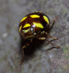 Ceratogergithus pseudotessellatus