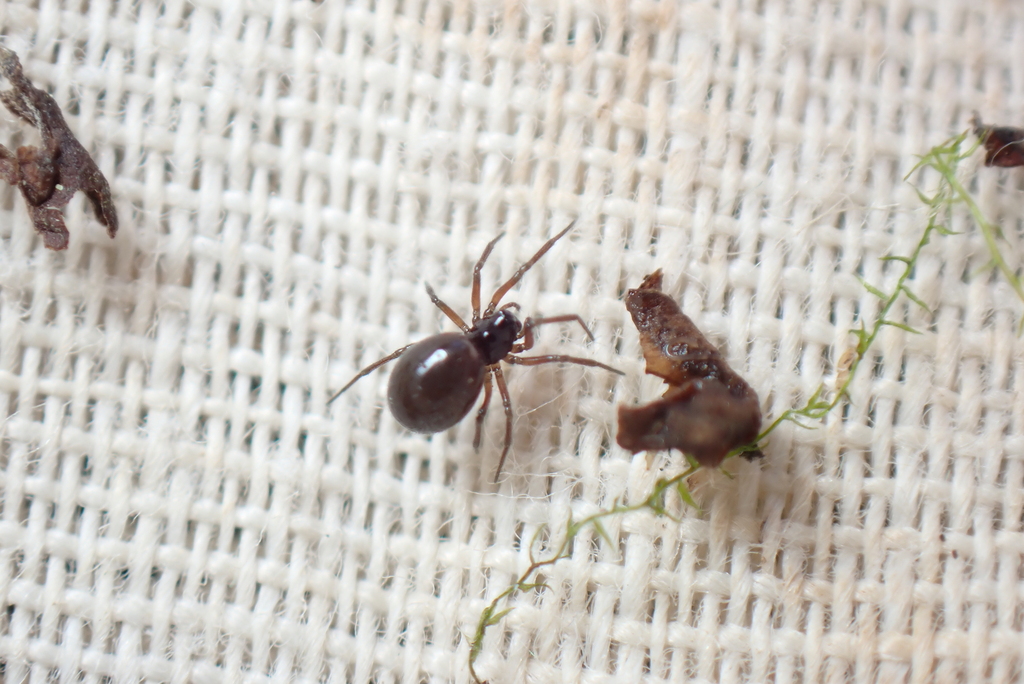Araeoncus discedens