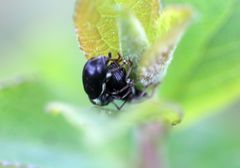 Phyllobius viridicollis