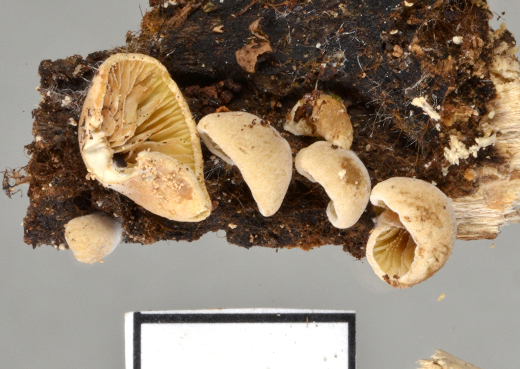 Simocybe rhabarbarina