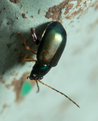 Aphthona strigosa