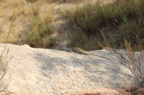 Anderson's Rock Agama