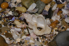 Chicoreus denudatus
