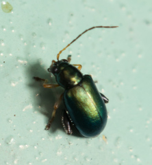 Aphthona strigosa