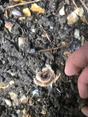 Arthurdendyus triangulatus