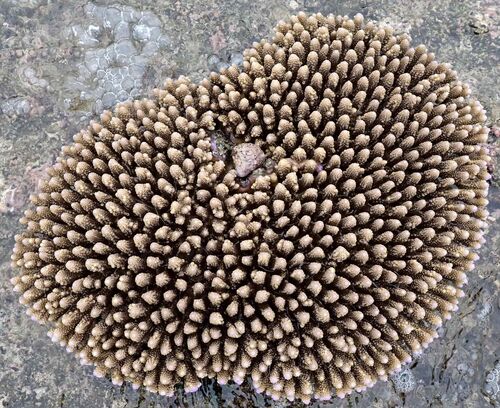 Acropora digitifera observed 2026-07-12