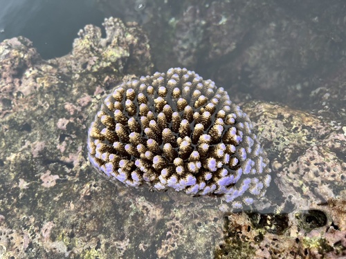 Acropora digitifera observed 2026-07-12
