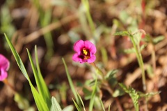 Diplacus kelloggii