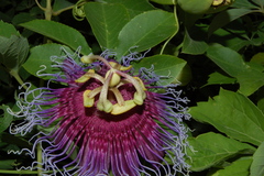 Passiflora cincinnata