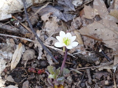 Jeffersonia diphylla