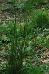 Festuca heterophylla