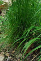 Festuca heterophylla