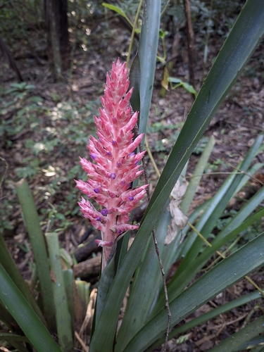 Brazilian vaseplant