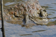 Periophthalmus modestus