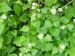 Alliaria petiolata