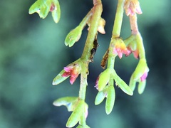 Crassula solieri