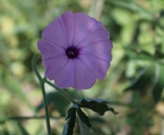 Ipomoea magnusiana image