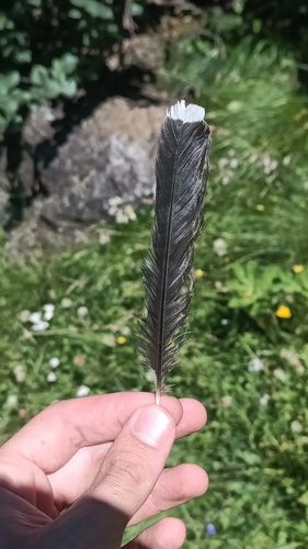 Plume de Cassenoix moucheté