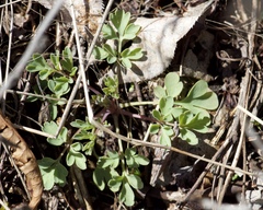 Capnoides sempervirens
