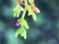 Crassula solieri