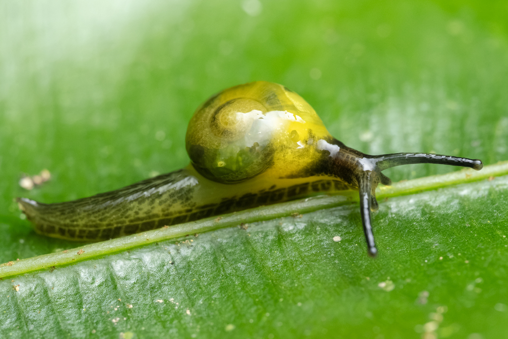 Tikoconus costaricanus