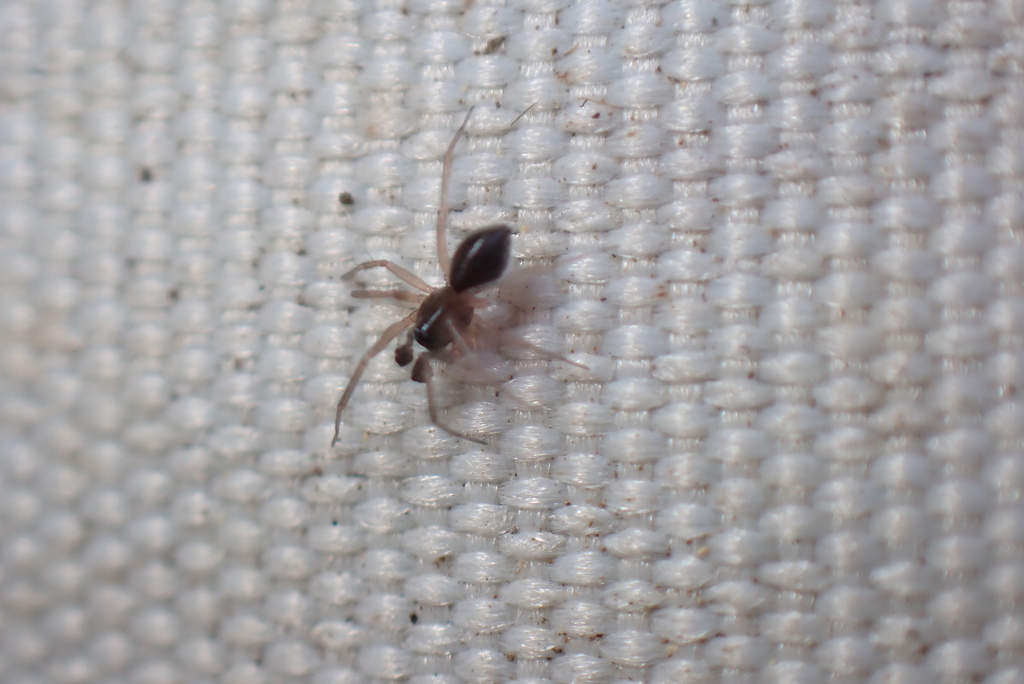 Agyneta saxatilis