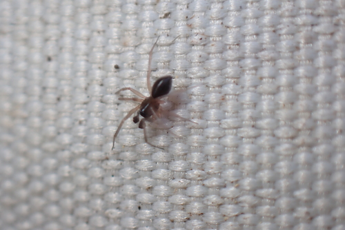 Agyneta saxatilis