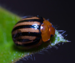 Plagiodera septemvittata
