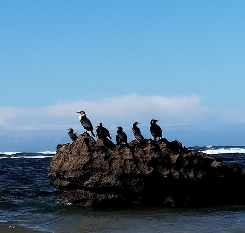 iNaturalist: (c) Joan Greeff, some rights reserved (CC BY-NC), uploaded by Joan Greeff iNaturalist image