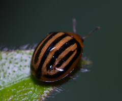 Plagiodera septemvittata