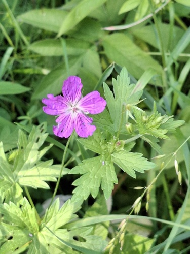 Marsh Crane's-bill
