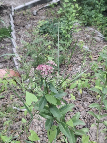 Orpine