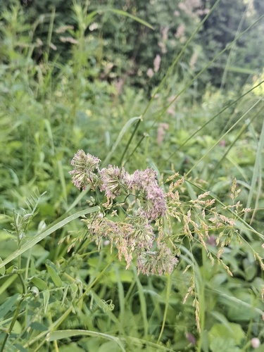 orchard grass