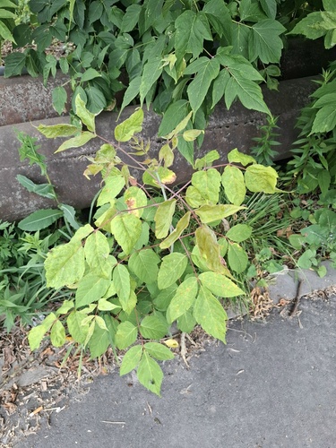 box elder