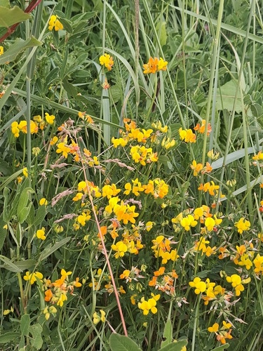 bird's-foot trefoil